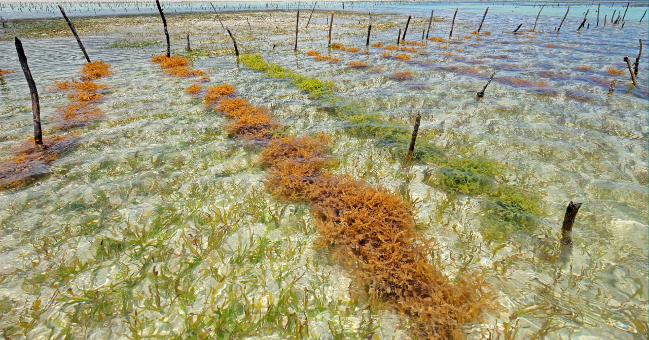 2026 Bio-Material Revolution: Why Indonesian Seaweed is the Global Industry’s Top Choice?